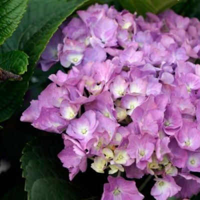 Гортензия крупнолистная Дива - Dolina-Sad.Ru