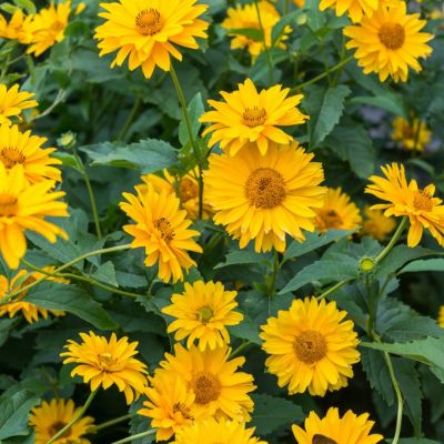 Гелиопсис Скабра - Dolina-Sad.Ru