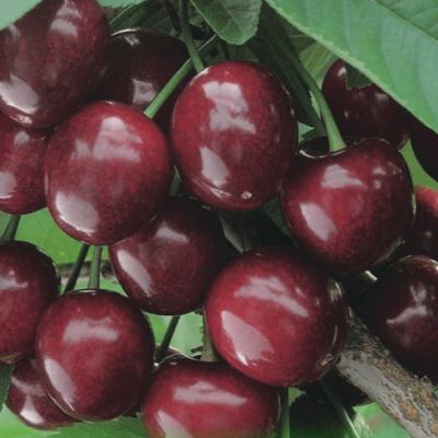 Вишня Фесанна Вишня Фесанна - Dolina-Sad.Ru