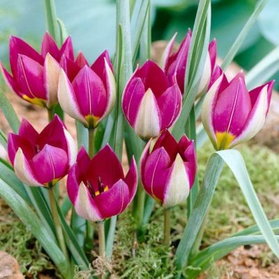 Тюльпан Персиан Перл Тюльпан Персиан Перл фото