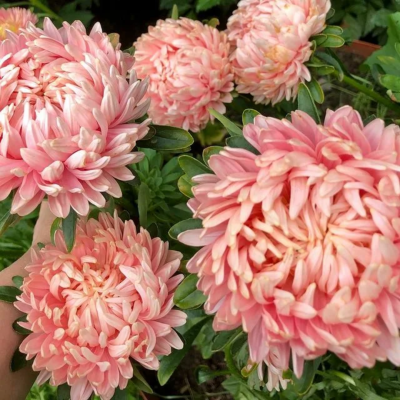 Астра Зефир пионовидная нежно-розовая Астра Зефир пионовидная нежно-розовая фото