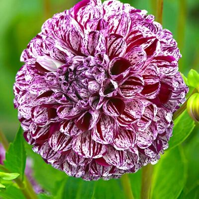 Георгина Марбл Балл Георгина Марбл Балл - Dolina-Sad.Ru