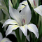 Гладиолус Альбус Гладиолус Альбус фото