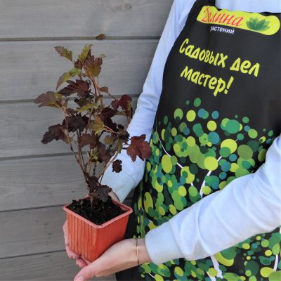 Пузыреплодник калинолистный Шух, С3 Пузыреплодник калинолистный Шух, С3 - Dolina-Sad.Ru