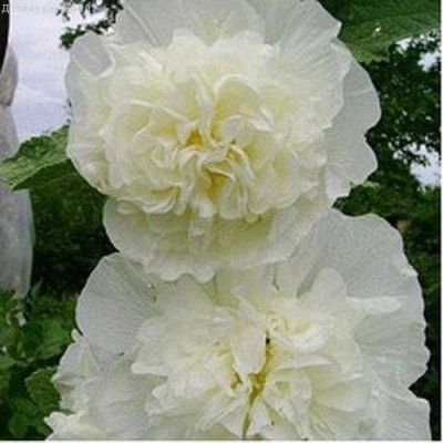 Мальва РОЖДЕСТВО фото