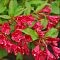 Вейгелла Нью Порт Рэд, С3 - Dolina-Sad.Ru