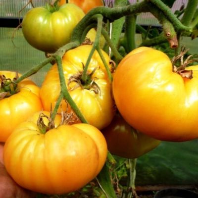 Томат Инжирный медовый автор. Томат Инжирный медовый автор. - Dolina-Sad.Ru