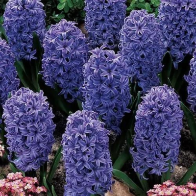 Гиацинт Блю Сапфир Гиацинт Блю Сапфир фото