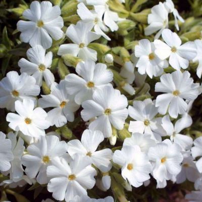 Флокс шиловидный Майшнее , x Флокс шиловидный Майшнее , x фото