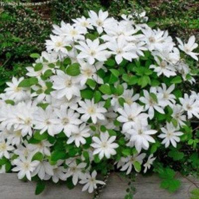 Клематис Генри Клематис Генри фото