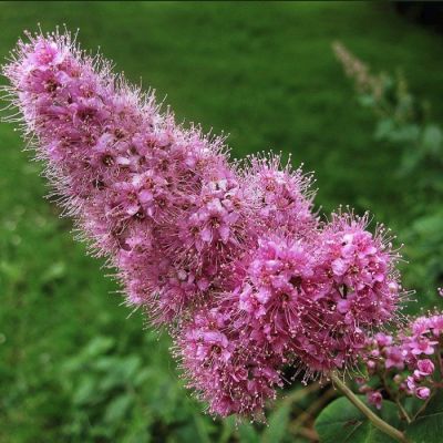 Спирея иволистная, С3 Спирея иволистная, С3 - Dolina-Sad.Ru