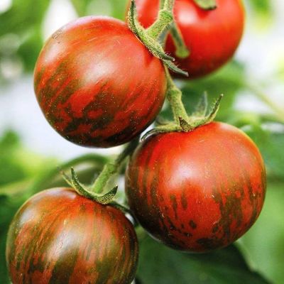 Томат Полосатый рейс Томат Полосатый рейс фото