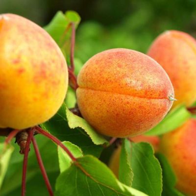 Абрикос Амур - Dolina-Sad.Ru