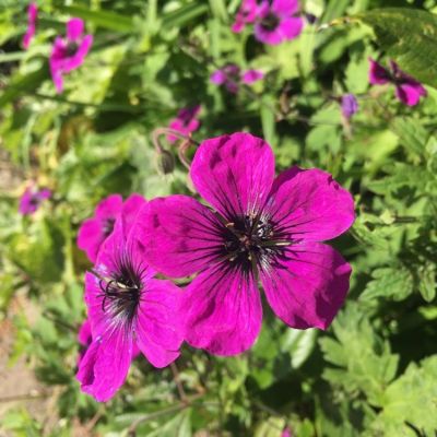 Герань Ред Адмирал - Dolina-Sad.Ru