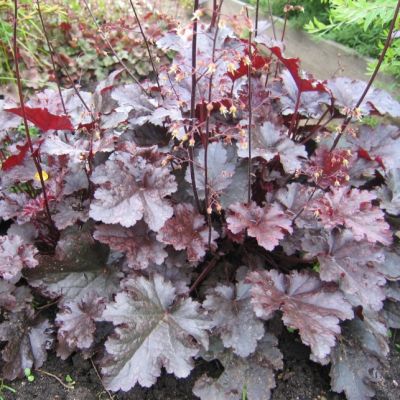 Гейхера Сторми Сиаз - Dolina-Sad.Ru