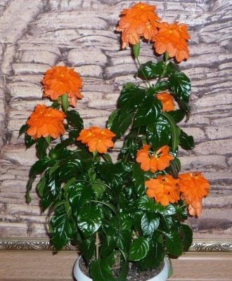 Кроссандра Тропик красная Кроссандра Тропик красная фото