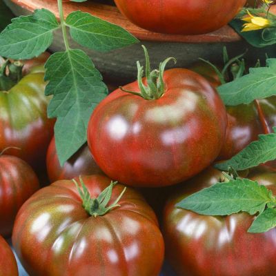 Томат Зефир в шоколаде Томат Зефир в шоколаде фото