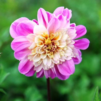 Георгина Тэйк оф фото