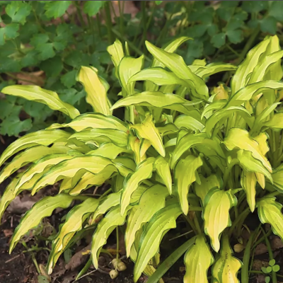 Хоста Кэбитан Хоста Кэбитан фото