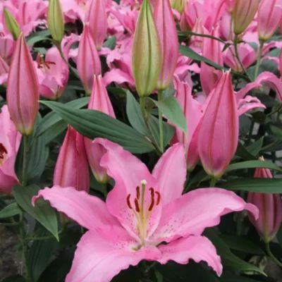 Лилия Катемака Лилия Катемака - Dolina-Sad.Ru