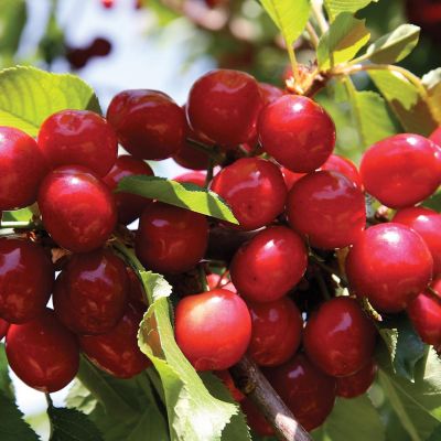 Черешня колоновидная Хелена - Dolina-Sad.Ru