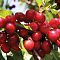 Черешня колоновидная Хелена - Dolina-Sad.Ru