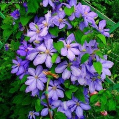Клематис Миссис Челмондели Клематис Миссис Челмондели фото