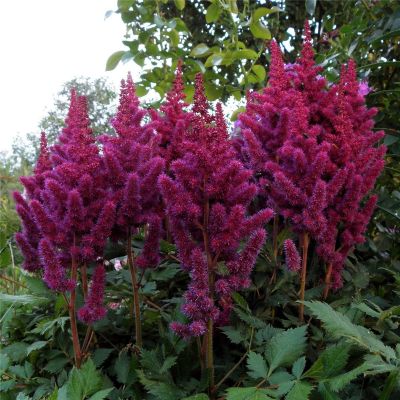 Астильюа китайская Литл Вижн ин Перпл Астильюа китайская Литл Вижн ин Перпл - Dolina-Sad.Ru