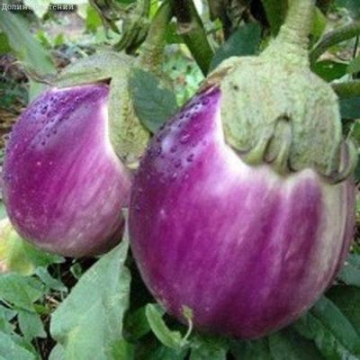 Баклажаны Синенькие фото