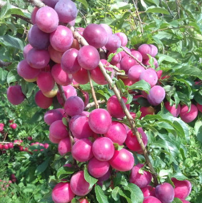 Слива гибридная Комета Кубанская Слива гибридная Комета Кубанская фото