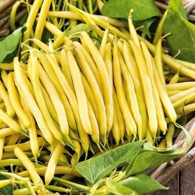 ФАСОЛЬ ПАНТЕРА(СПАРЖЕВАЯ) - Dolina-Sad.Ru