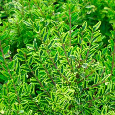 Жимолость блестящая Лемон Бьюти Жимолость блестящая Лемон Бьюти - Dolina-Sad.Ru