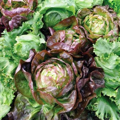 Салат Мини Яхонт Красный Кочанный Н9 Салат Мини Яхонт Красный Кочанный Н9 фото