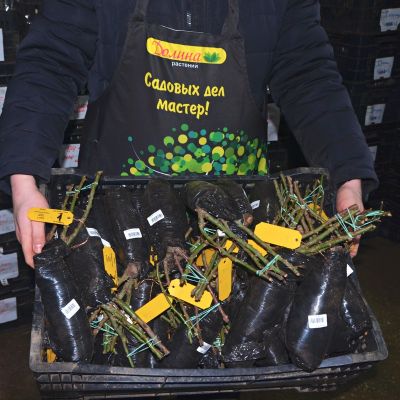 Роза Капри - Dolina-Sad.Ru