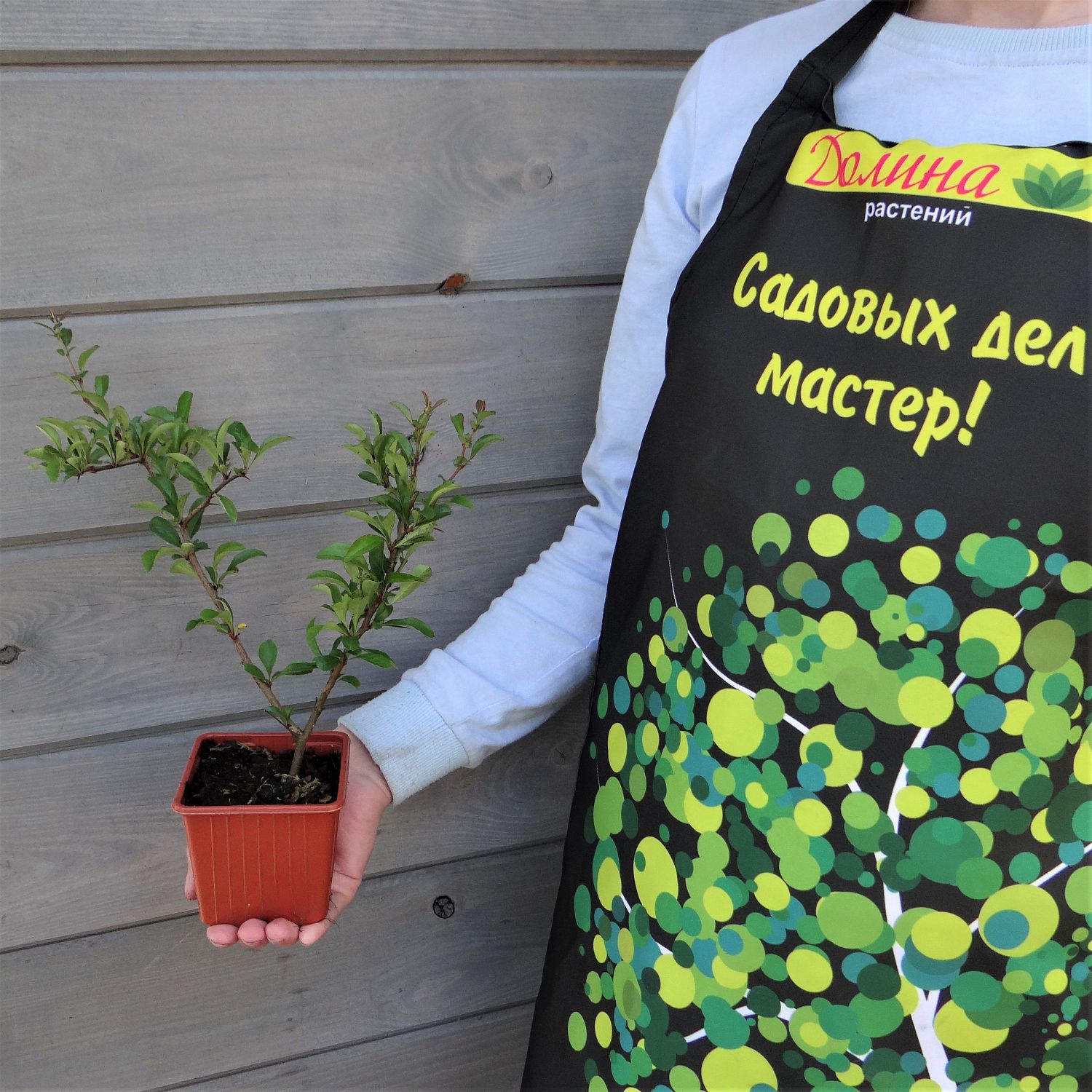 Айва Оранж Трэйл Айва Оранж Трэйл фото