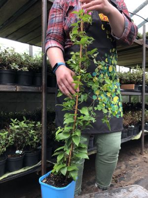 Клематис Матка Урсула Ледуховска Клематис Матка Урсула Ледуховска фото