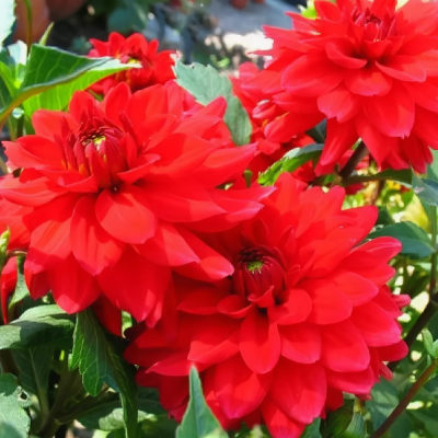 Георгина Хитвейв Георгина Хитвейв фото