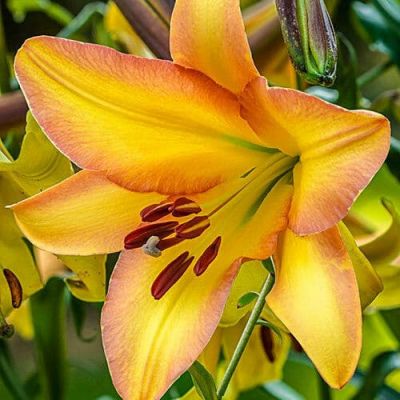 Лилия Райзинг Мун Лилия Райзинг Мун фото