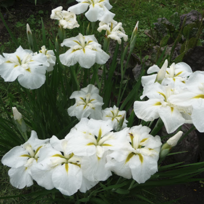 Ирис Голд Баунт Ирис Голд Баунт фото