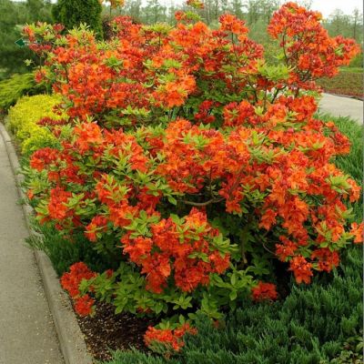 Рододендрон Гибраалтар Рододендрон Гибраалтар - Dolina-Sad.Ru