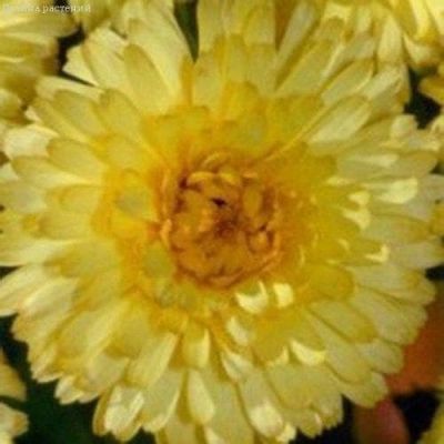 Календула Цитронгельб Календула Цитронгельб фото