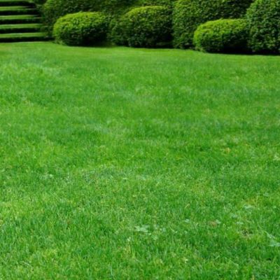 Газонная трава Парк Север, 500 гр Газонная трава Парк Север, 500 гр - Dolina-Sad.Ru