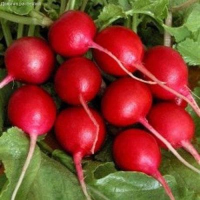 Редис Ранний Хрустик фото