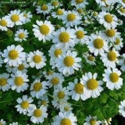 Ромашка аптечная Подмосковная Ромашка аптечная Подмосковная фото