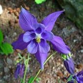 Аквилегия альпийская Аквилегия альпийская - Dolina-Sad.Ru