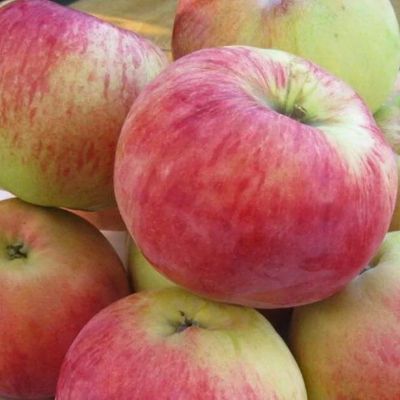 Яблоня Орловим Яблоня Орловим - Dolina-Sad.Ru