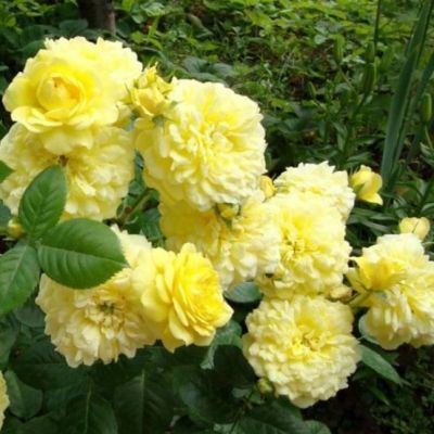 Роза Анни Дюпрей в горшке - Dolina-Sad.Ru