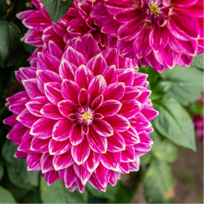 Георгина Малдини Георгина Малдини - Dolina-Sad.Ru