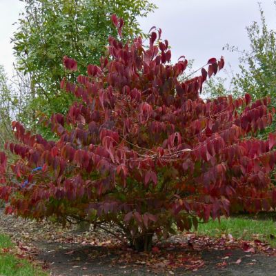 Калина складчатая Мариеси - Dolina-Sad.Ru