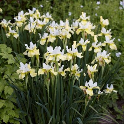 Ирис Баттер энд Шуга Ирис Баттер энд Шуга - Dolina-Sad.Ru